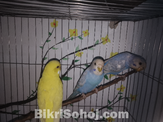 বাজারিগার